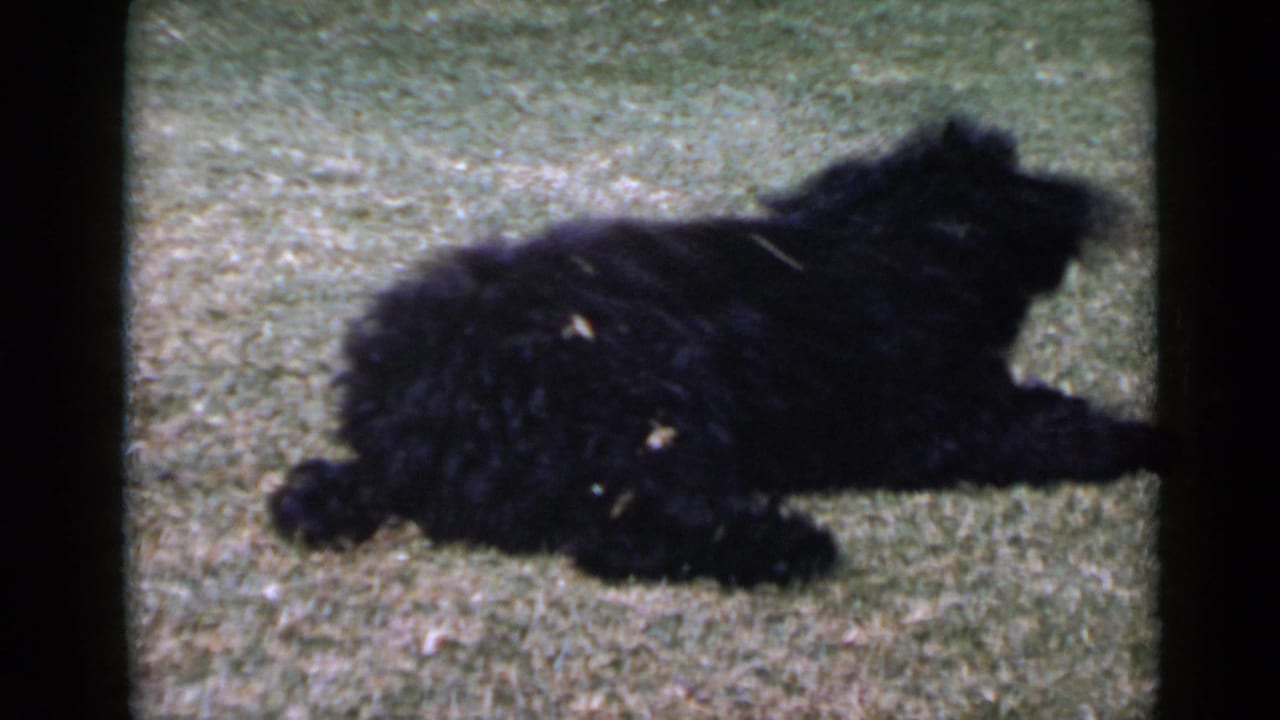 1949 San Diego 8mm frame showing a fluffy black dog stretched on grass in bright outdoor light.