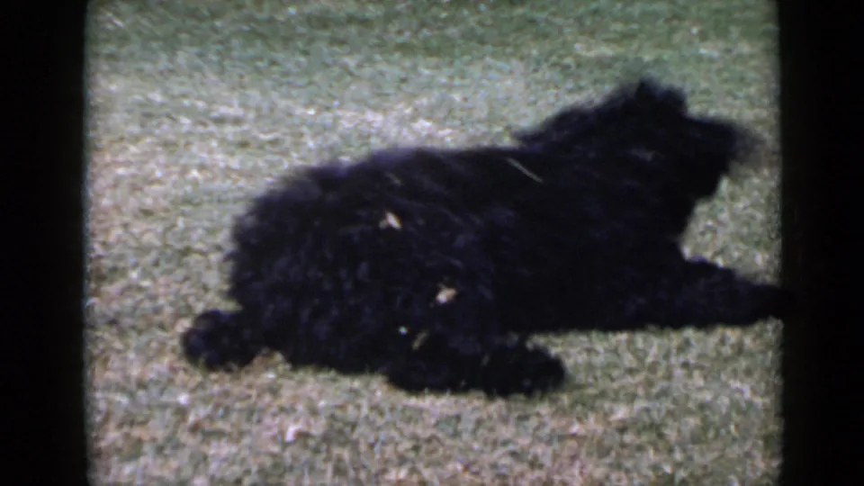 1949 San Diego 8mm frame showing a fluffy black dog stretched on grass in bright outdoor light.