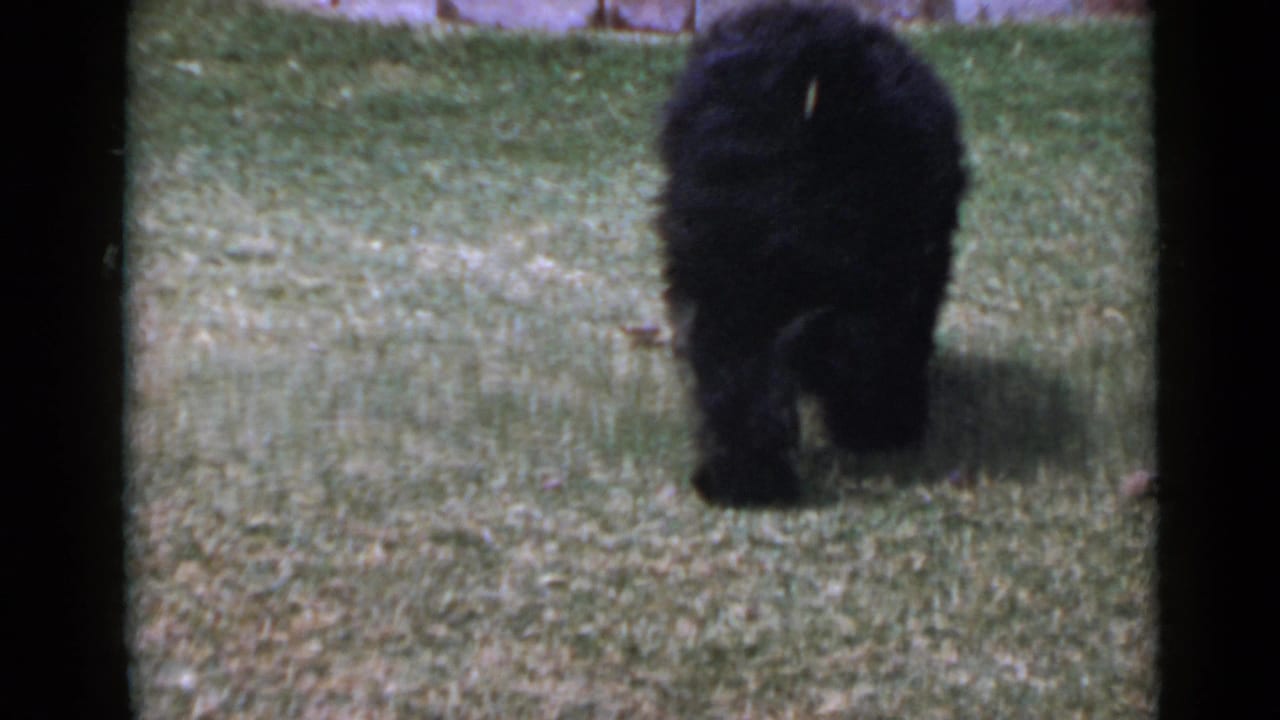 1949 San Diego 8mm frame of a fluffy black dog standing and sniffing on a green lawn.