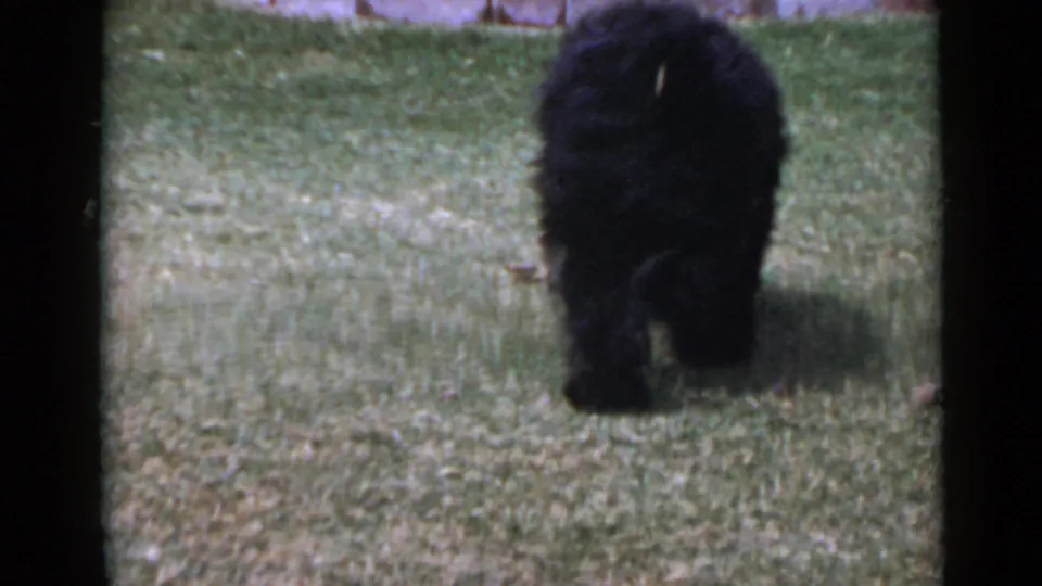 1949 San Diego 8mm frame of a fluffy black dog standing and sniffing on a green lawn.