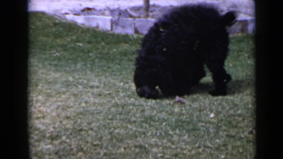 1949 San Diego 8mm frame showing the black dog bent over on grass near a stone garden edge.