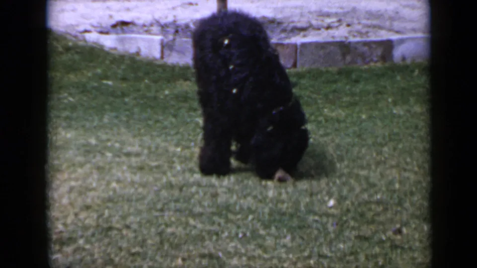 1949 San Diego 8mm frame of a fluffy black dog facing the camera on a lawn with stone edging behind.