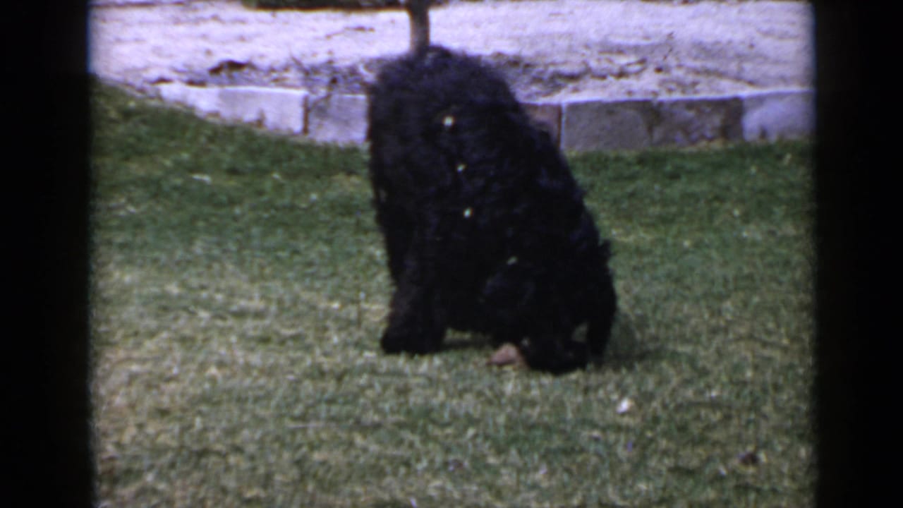 In 1949 San Diego home-movie footage, a fluffy black dog sniffs the lawn near a low stone border in bright daylight.