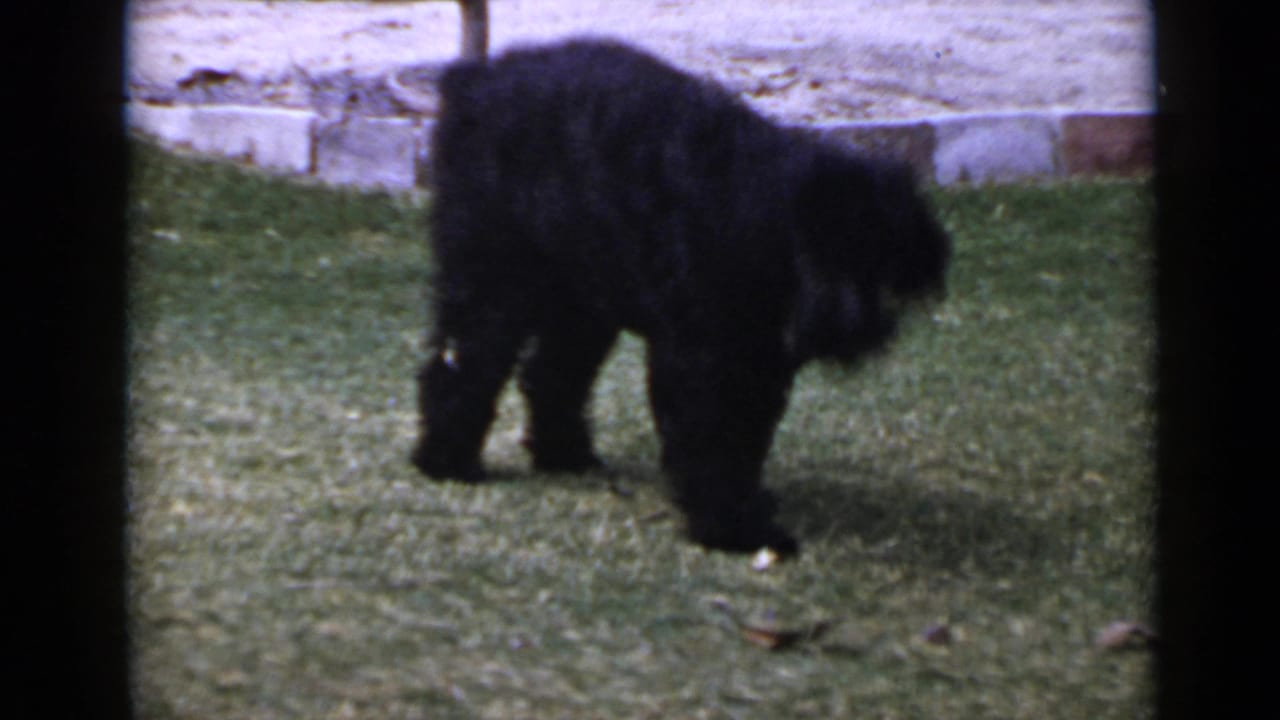 A fluffy black dog stands on the grass with its head down, framed by lawn and a low stone border in supplied San Diego footage.
