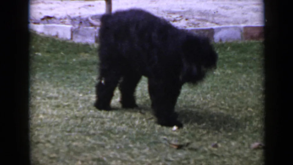 A fluffy black dog stands on the grass with its head down, framed by lawn and a low stone border in supplied San Diego footage.