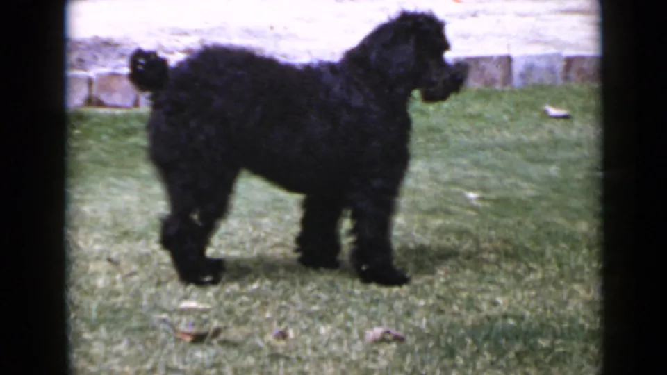 A fluffy black dog stands in profile on a sunlit lawn, with a low stone border behind it in the 1949 San Diego clip.