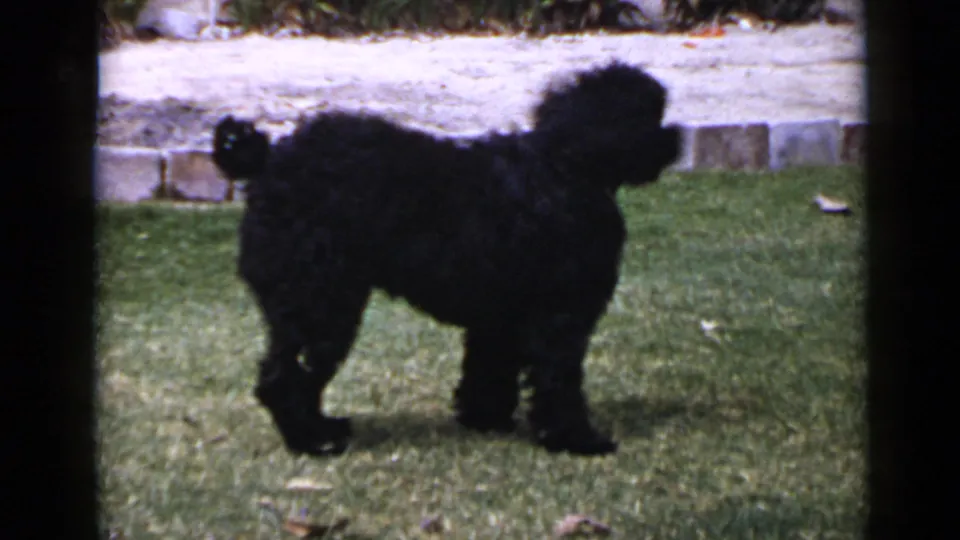 The fluffy black dog remains on the lawn facing right, with stone edging and bright outdoor light visible in the home-movie frame.
