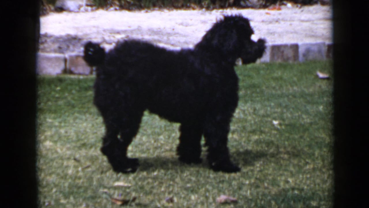 Bushy black poodle standing in profile on a green lawn near a low stone border.