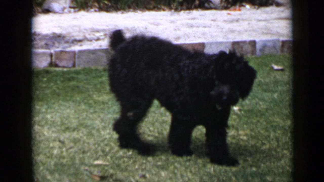 Black poodle walking or turning on grass with a stone border behind it.