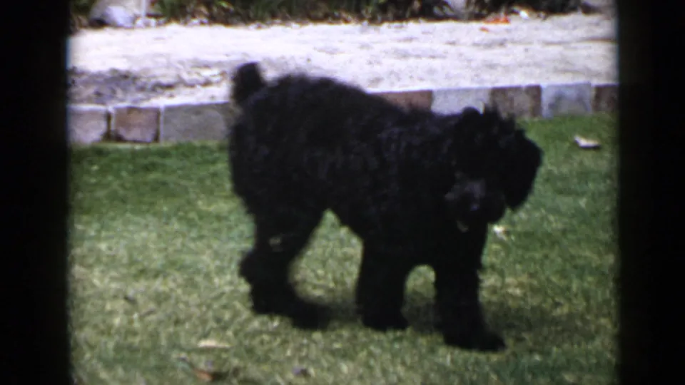 The black poodle moves across the lawn in the 1949 San Diego home-movie scene, with a low stone border behind.