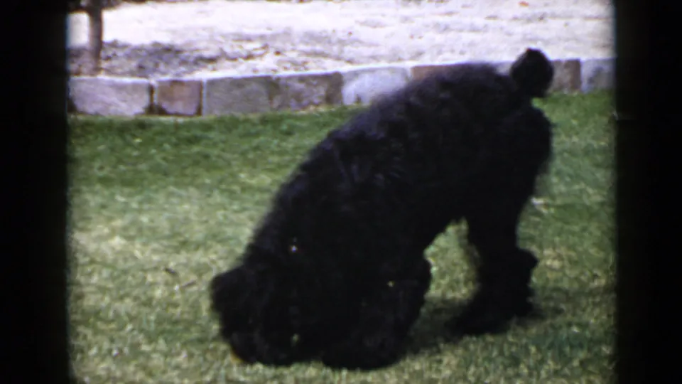 The poodle bends low to the grass in the San Diego yard, suggesting sniffing or preparing to roll.