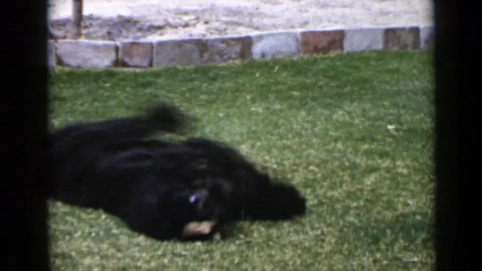 The poodle lies or rolls on its side in the grass, captured with motion blur in the 1949 home-movie frame.