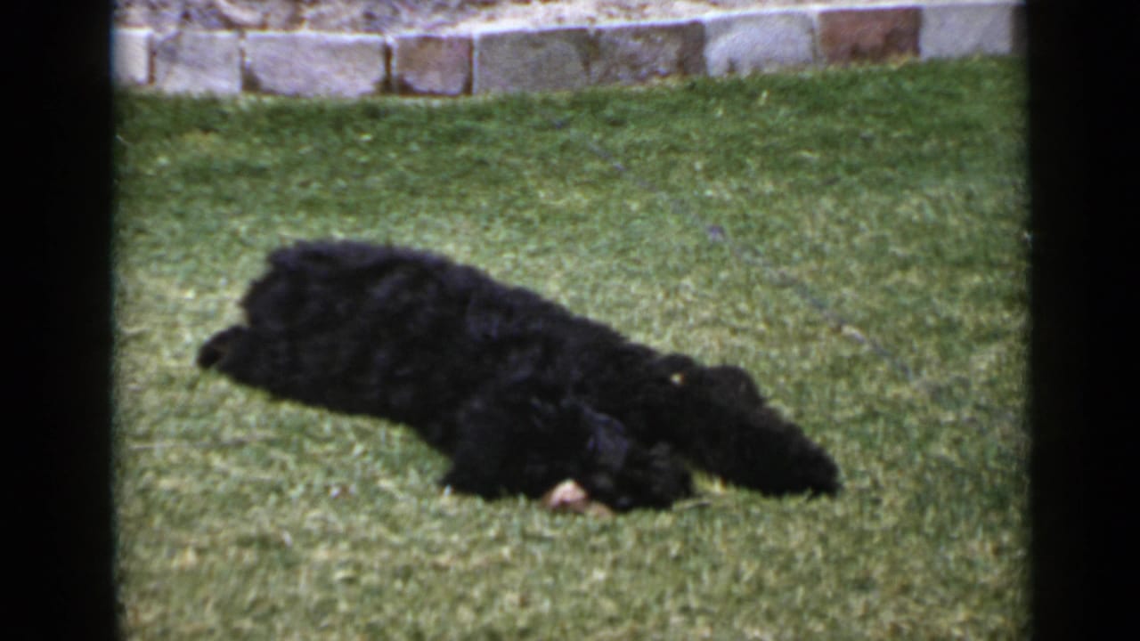 Small black curly-haired dog lying on green grass near a low stone wall.