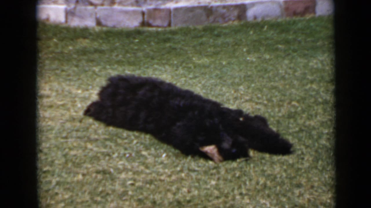 The small black dog stretches on its side across the grass, with the low stone wall and 8mm frame borders visible.