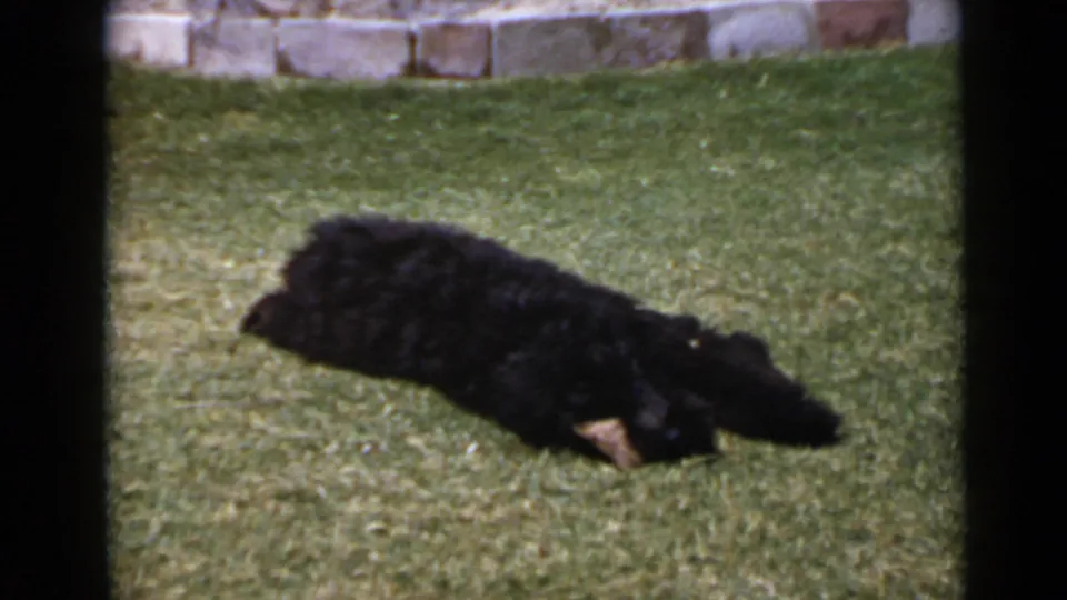 The small black dog stretches on its side across the grass, with the low stone wall and 8mm frame borders visible.