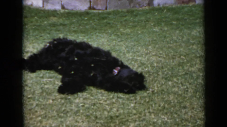The dog continues rolling on the grass, its dark curly coat blending into the shadowed exposure of the 8mm frame.