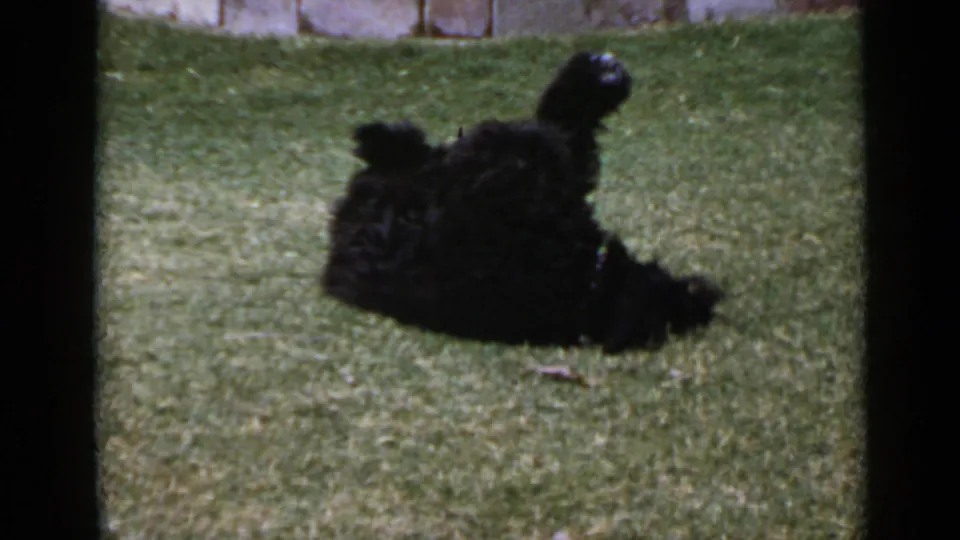 The small black dog lies partly on its back with legs lifted, finishing the playful roll on a San Diego lawn.