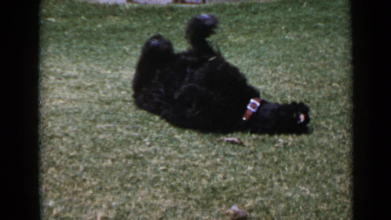 1949 San Diego 8mm frame of a black poodle rolling on its back on a lawn, with a light-buckled collar and stone wall behind.