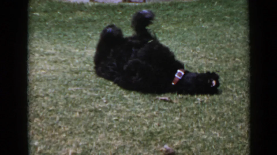 1949 San Diego 8mm frame of a black poodle rolling on its back on a lawn, with a light-buckled collar and stone wall behind.