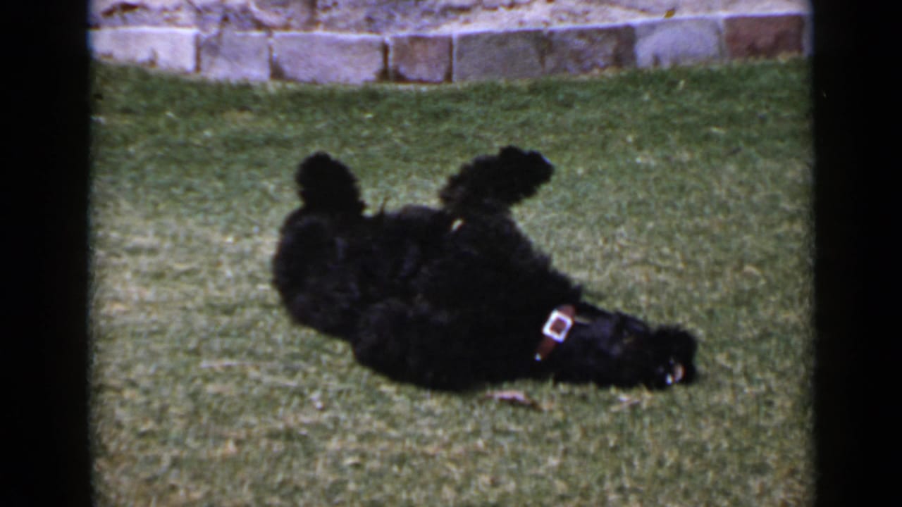 1949 San Diego home-movie frame showing the black poodle partly upside down on the lawn, with collar and low stone wall visible.