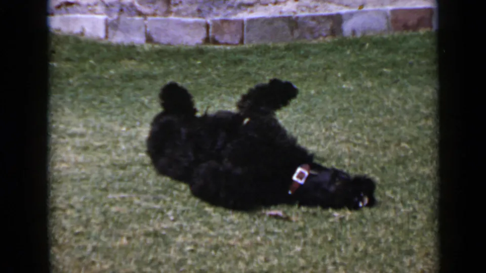 1949 San Diego home-movie frame showing the black poodle partly upside down on the lawn, with collar and low stone wall visible.