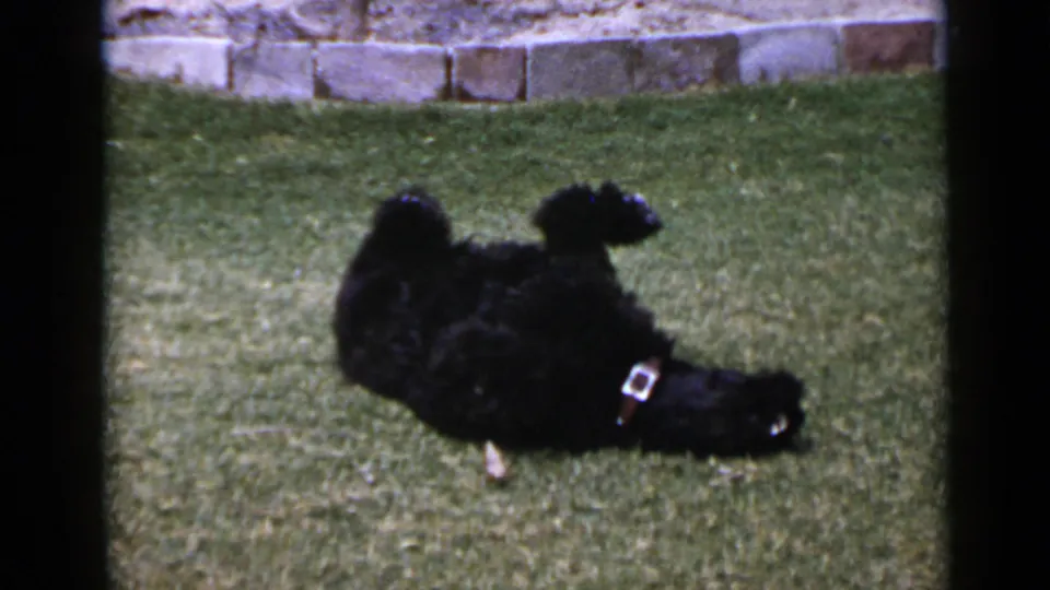 The black poodle shifts position on the San Diego lawn, its collar buckle catching light against the dark fur.