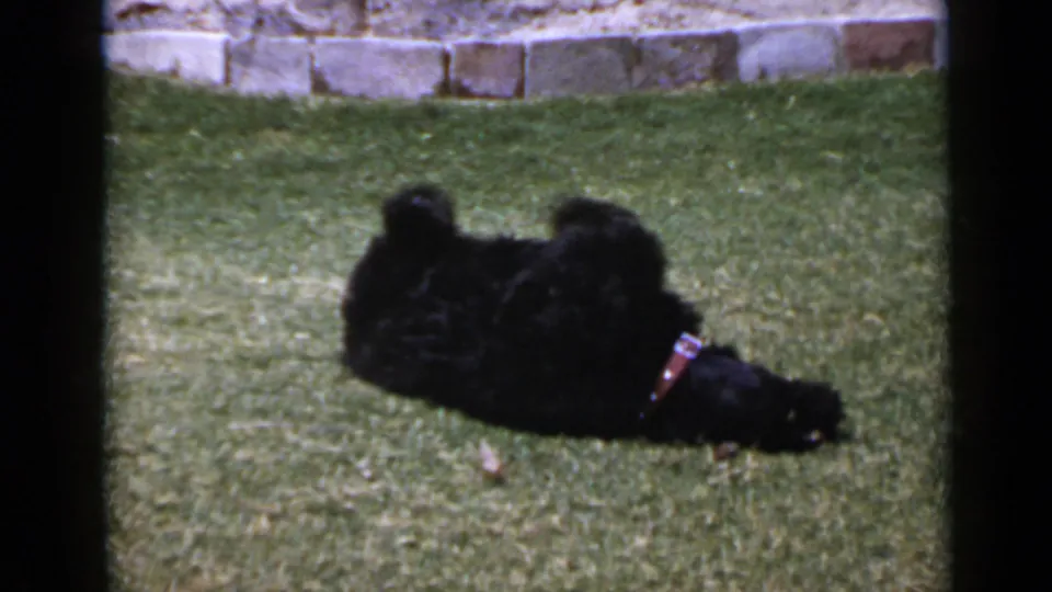 Final 1949 San Diego frame shows the black poodle settled lower on the lawn, collar visible against its dark fur and stone wall behind.