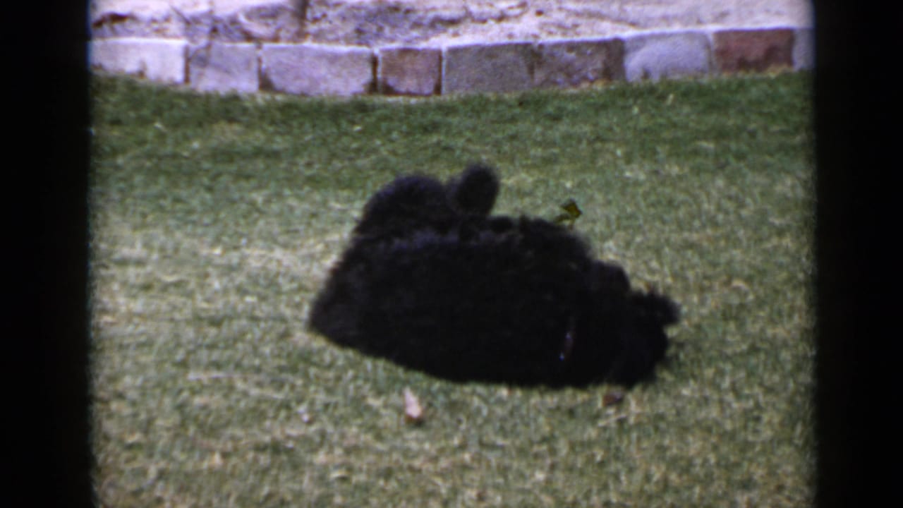 In 1949 San Diego home-movie footage, a black curly-haired dog lies sideways on grass near a low stone wall while rolling in the yard.