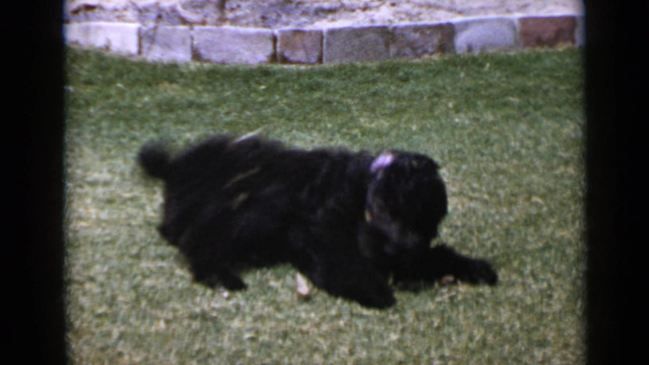 Black dog stretched low on the grass with one front leg extended.