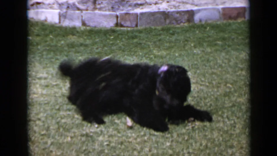 The black dog wriggles low across the San Diego lawn, with one front leg stretched out and the stone wall behind it.