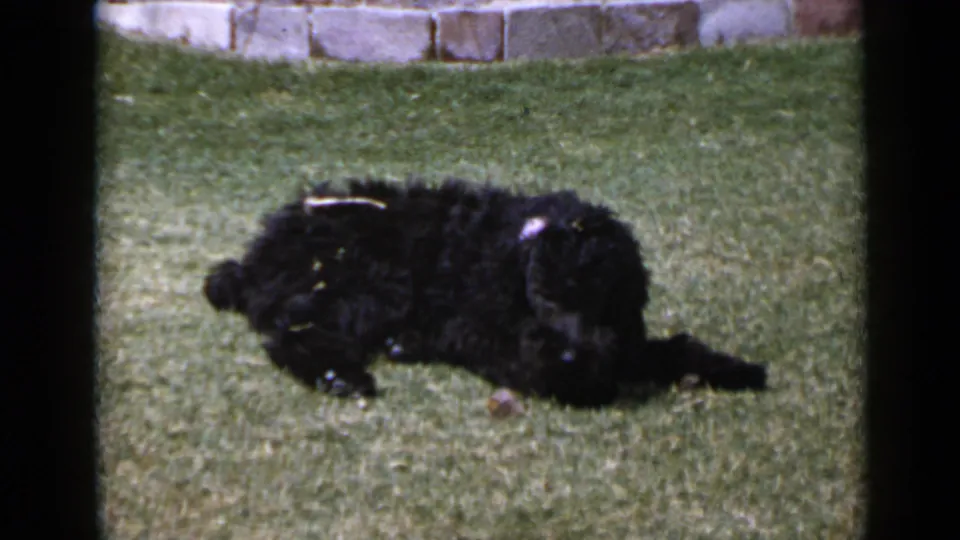 A black curly-haired dog lies sideways in a 1949 San Diego yard, continuing its playful roll on the lawn near the stone border.