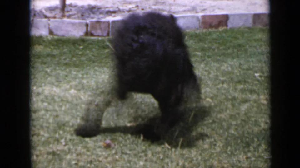 The dog rises or twists upright during the roll, blurred by movement on the green lawn in the 1949 San Diego home movie.