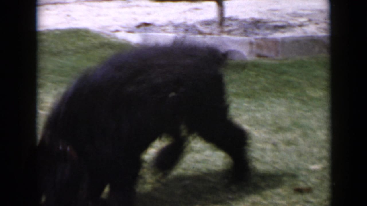 Small dark dog walking across a grassy lawn with film borders visible.