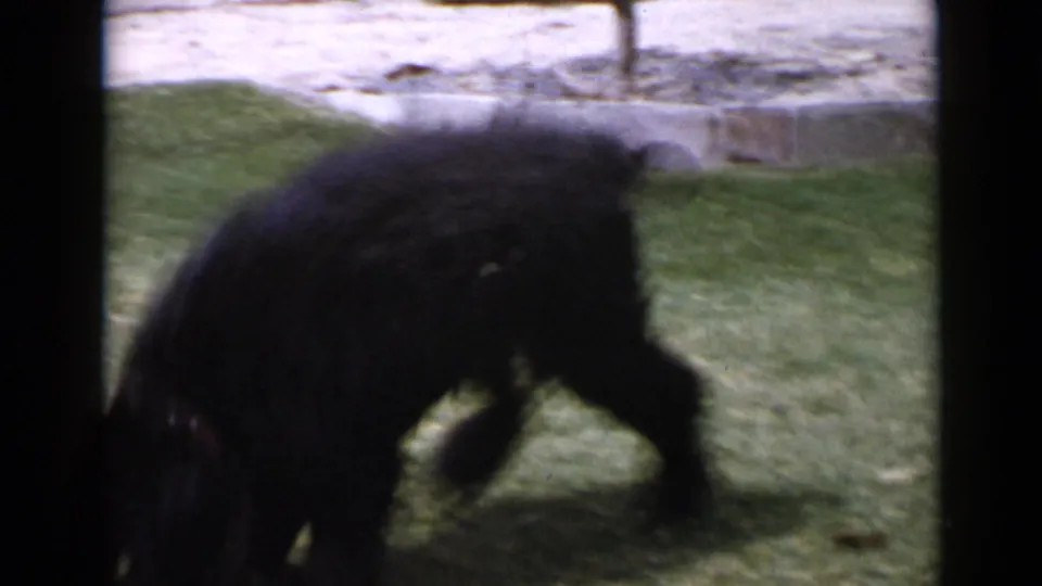 1949 San Diego 8mm frame of a small black curly-haired dog moving across grass near pale paving.