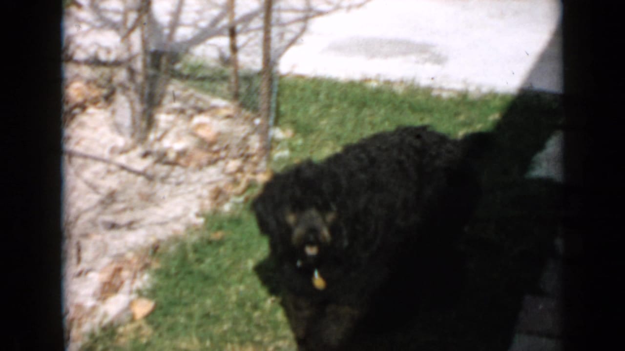 1949 San Diego home-movie frame showing a black dog near a grassy edge, bare shrubs, and pale paving.