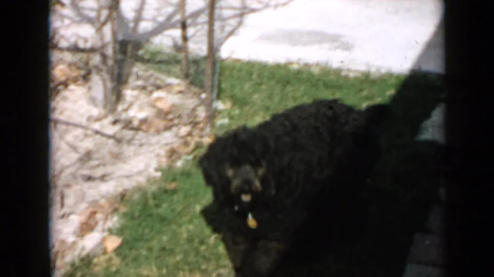 1949 San Diego home-movie frame showing a black dog near a grassy edge, bare shrubs, and pale paving.