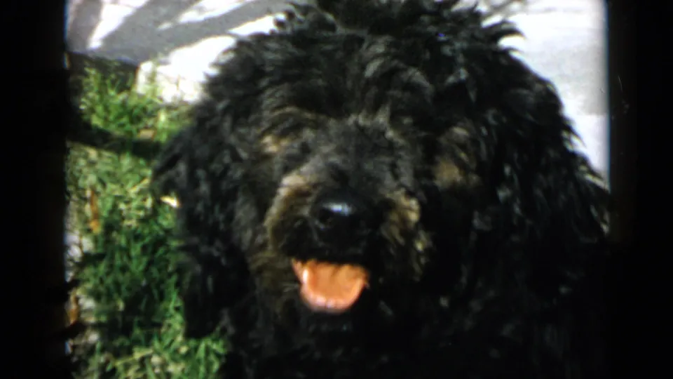 Close 1949 San Diego 8mm view of a black curly-haired dog looking toward the camera with its tongue out.