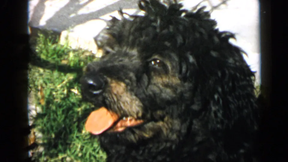 1949 San Diego 8mm close-up of the black dog in profile, panting beside grass and pale paving.