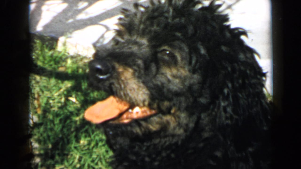 1949 San Diego home-movie frame showing a black curly-haired dog panting on a sunny lawn near a concrete sidewalk.