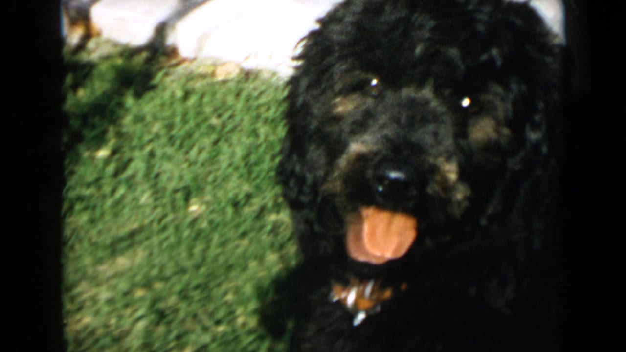 1949 San Diego home-movie frame with a black curly-haired dog facing the camera, tongue out, on a sunlit lawn.