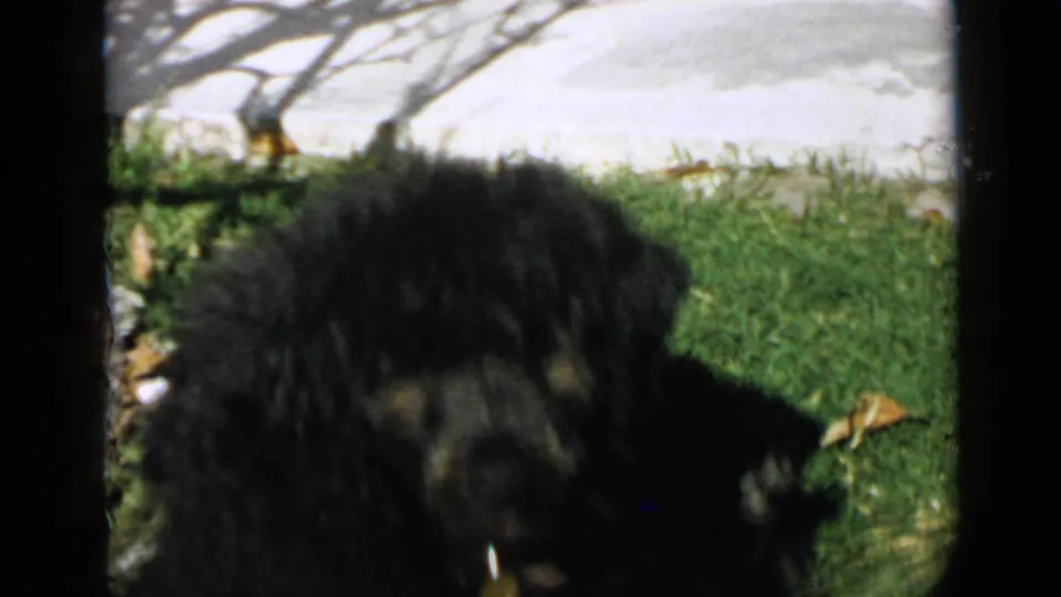 1949 San Diego home-movie frame showing the black curly-haired dog partly shadowed on grass beside a concrete walk.