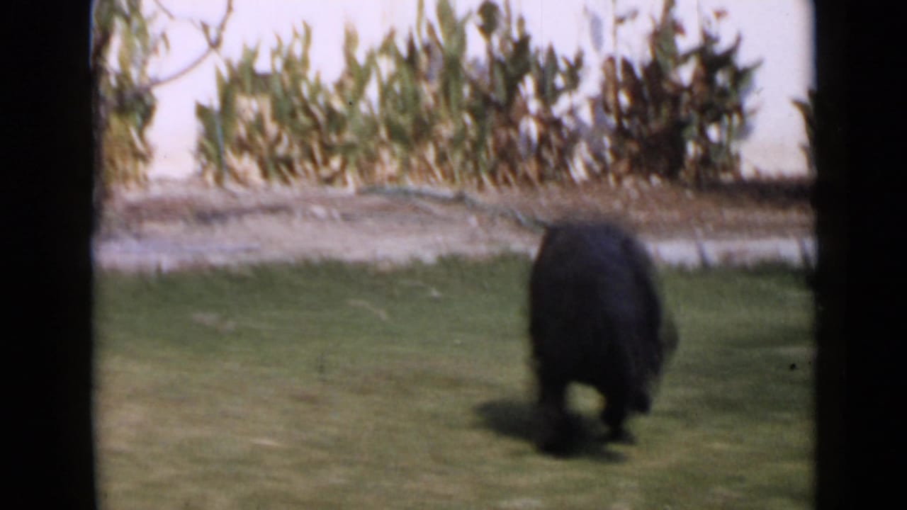 Black poodle in a 1949 San Diego home-movie frame moving across a grassy yard, seen from behind with soft focus and film edges.