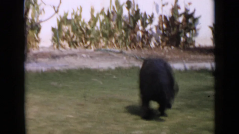 Black poodle in a 1949 San Diego home-movie frame moving across a grassy yard, seen from behind with soft focus and film edges.