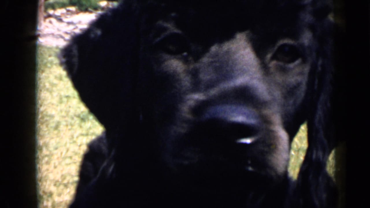 Close 1949 San Diego home-movie view of a black poodle looking toward the camera, with its face partly shadowed and film borders visible.