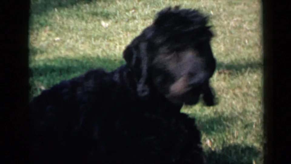 Black poodle in a grassy yard during a 1949 San Diego home movie, head lowered or turned as if sniffing or shifting position.