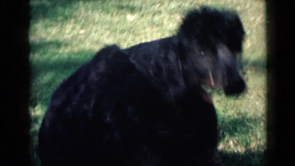Black poodle in a 1949 San Diego yard shot standing in grass, head turned with tongue visible and shaded fur against the lawn.