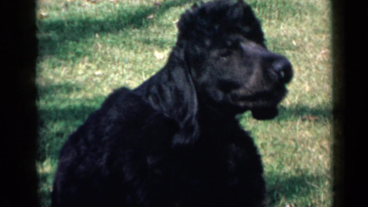 Black poodle on a grassy lawn in 1949 San Diego home-movie footage, framed from the side with soft focus and faded color.