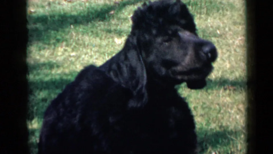 Black poodle on a grassy lawn in 1949 San Diego home-movie footage, framed from the side with soft focus and faded color.