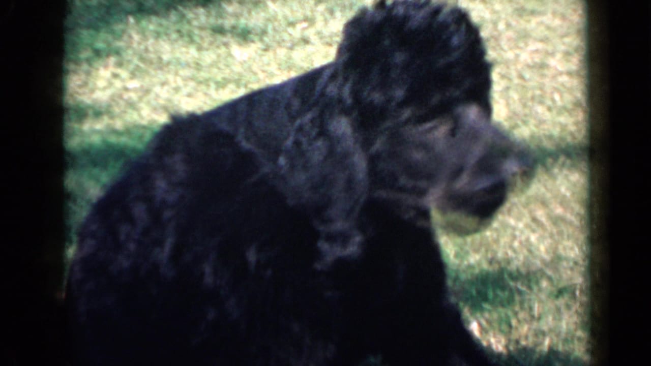 Black poodle turns to the right on a grassy San Diego lawn in 1949 8mm home-movie footage.
