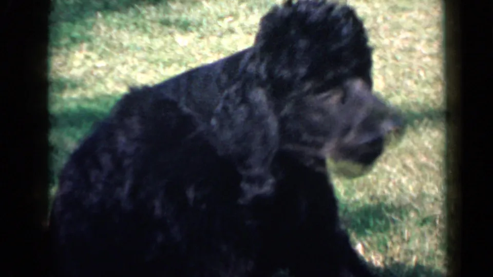 Black poodle turns to the right on a grassy San Diego lawn in 1949 8mm home-movie footage.